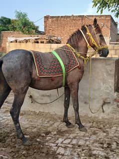 Horse for sale in gujrat lalamusa