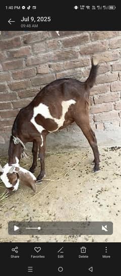 1 bakeri 18maheeny ki or 1 path ha location Sargodha 30 check shamli