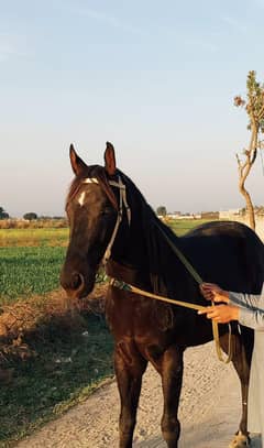 Mushka mix / neza-baz mushka horse / horse  / گھوڑا