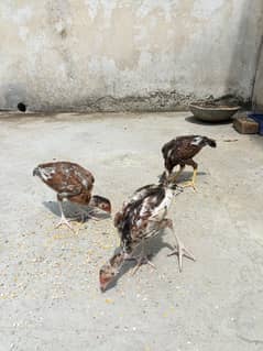 Mianwalii Chicks For Sale