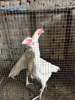 Heera aseel pair