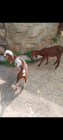 Beetal Dasi Cross Female Pair