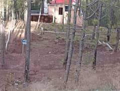 Studio Flat In Pine Apartments Murree At Main Express Way By Asco Properties
