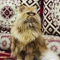 Stunning Male Persian Punch Face - Triple Coat, series inquiries only