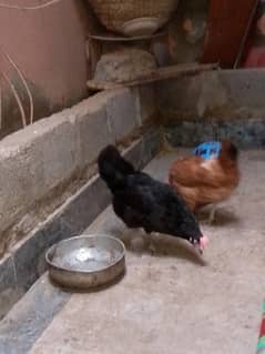 lohman 2 brown Hy 1 black hy