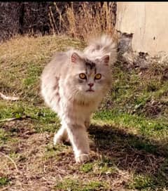 Persian Cat For Sale . . .
