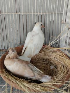RINGNECK DOVE CHIKS (KHUMRAY) 03214382921