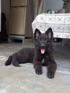 Black German shepherd 2 months