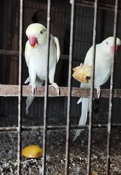 Three Pic Ringnack Breeder for sale