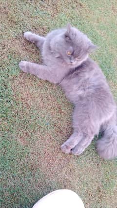 Persian cat