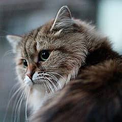 Siberian cat for sale