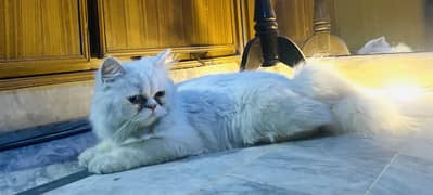 Persian