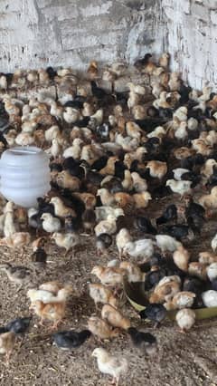 golden misri chicks