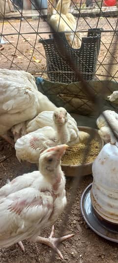 4 Aseel Heera chicks for sale