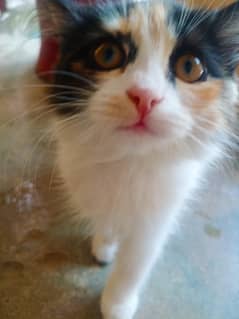 Persian kitten For Sale (Vaccinated)