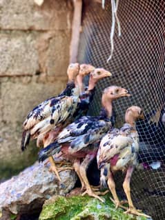 Aseel Lasani chicks