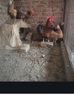 Egg laying hen