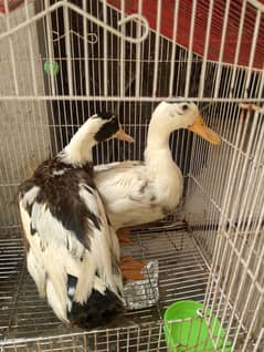 Duck pair for sale without Pinjrah