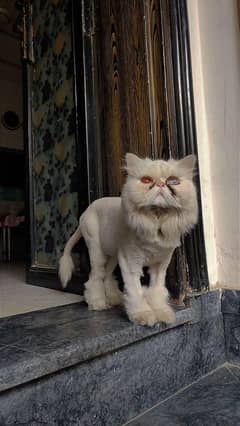 parcian cat for sale
