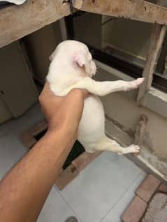 American Pitbull Puppies for Sale