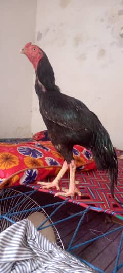 Aseel Laraako murgha for sale