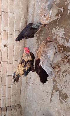 DESI HENS 6 PCS SET FOR SELL