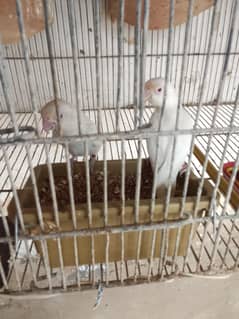 fisher pairs for sell