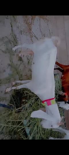 gulabi bakri ha mashallha se 3pao dhood h din ka