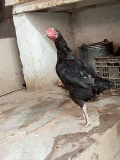 black hen for sale