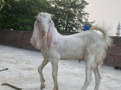Rajan puri bakra bacha 8 months