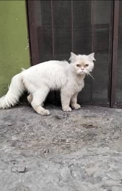 Russian cat Male