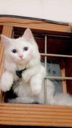 persion cat