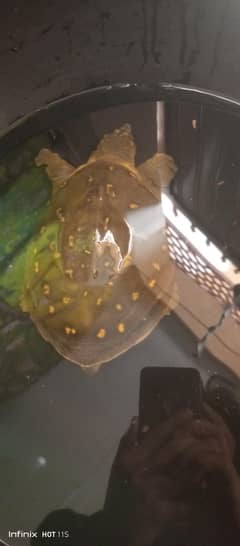 Indian baby turtle for sale