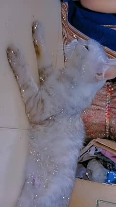 persian cat