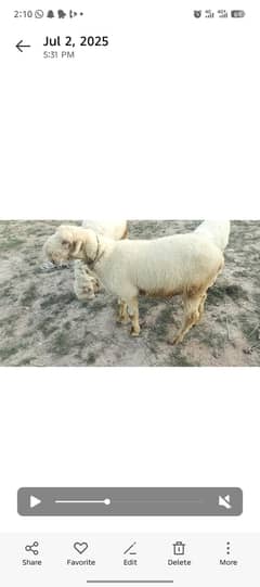 sheep