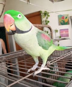 Raw /pahadi parrot /birds/breeder pair