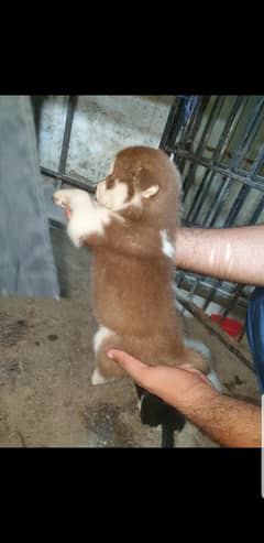 I want to sale my Siberian husky  puppies