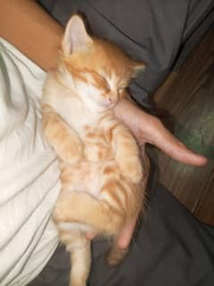 male kitten 40 days