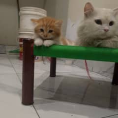 just sale orange cat