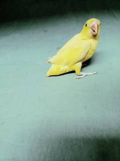 hand tame parrot