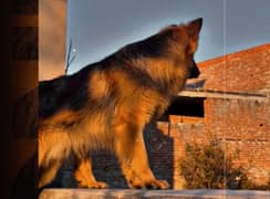 German shepherd dogs/ GSD  MALE FOR STUD / cross / mating