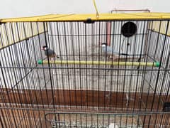 Java Finch Breeder Pair with Cage