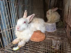 angora/Netherlands