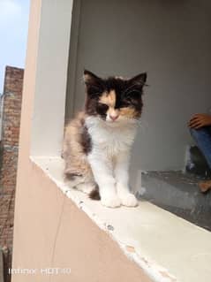 Persian Kitten
