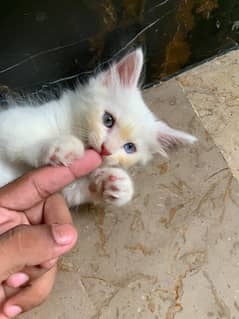 male pure persian kittens for sale age 1.5month