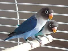 Blue masked lovebirds