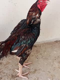 Aseel