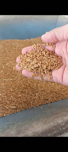 We deliver 100% pure, chemical-free chakki atta freshly milled in Kara