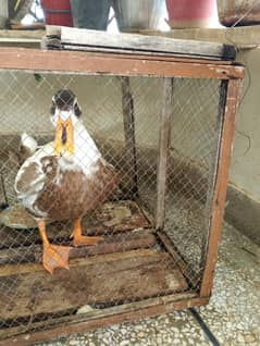 8 month duck