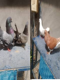 fancy , laka, sheraz (fix price). 1500